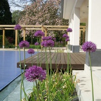 Blüten im Vordergrund, Holzsteg und Swimmingpool im Hintergrund