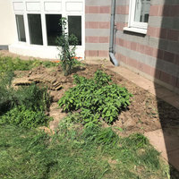 ungepflegter Garten